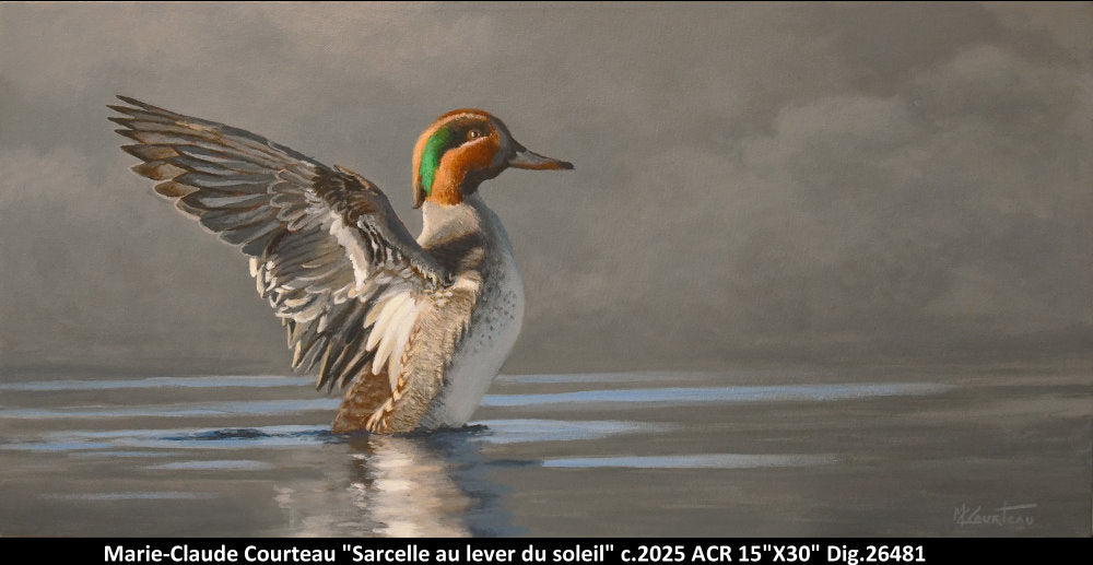 26481 - Sarcelle au lever du soleil - M.C.COURTEAU - 15