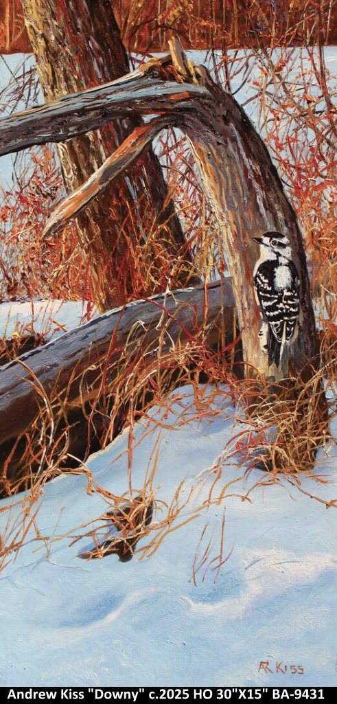 BA9431 - Downy - ANDREW KISS -30