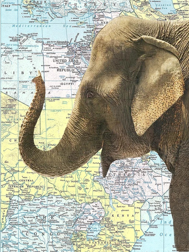 AW00084 ArtnWordz - Half Packaderm Atlas